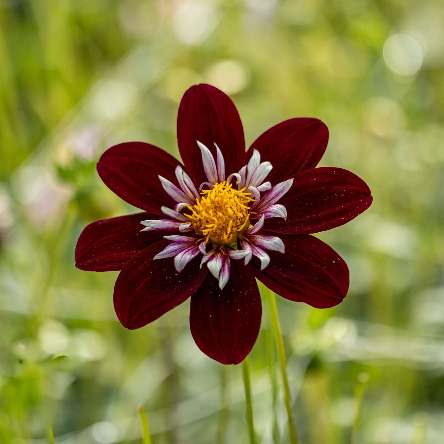 Daalia 'Night Butterfly'